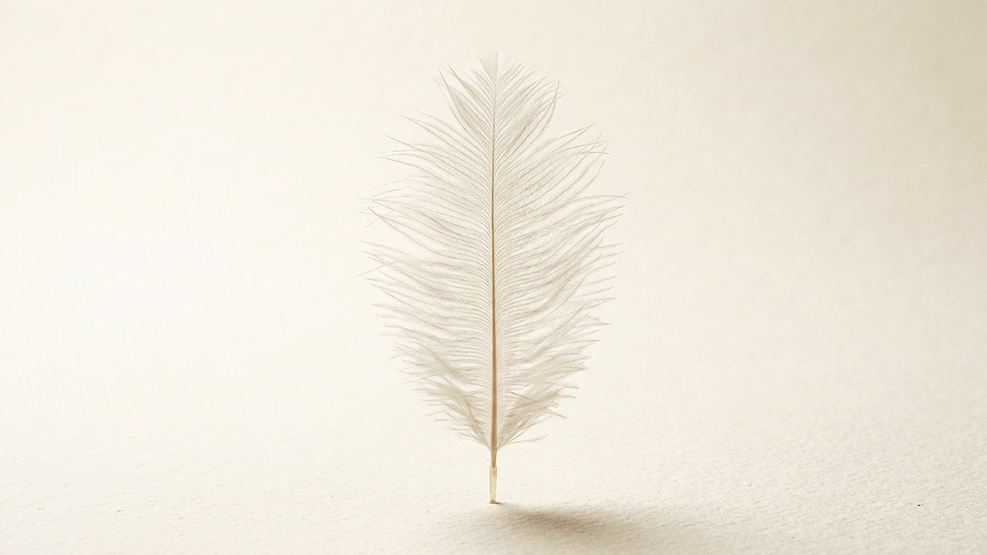 Plumasserie — plume d'autruche, plan-séquence éditorial, fond vélin chaud